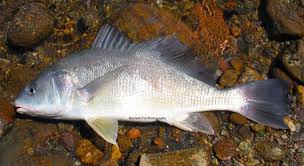 Image result for Aplodinotus grunniens