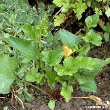 Attēlu rezultāti vaicājumam “Chenopodium bonus-henricus leaf”
