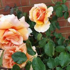 Image result for Cumnock Bowling Club