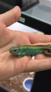 Attēlu rezultāti vaicājumam “Lacerta agilis male”