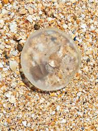 Attēlu rezultāti vaicājumam “Aurelia aurita”