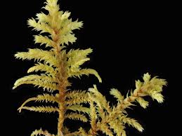 Attēlu rezultāti vaicājumam “Abietinella abietina”