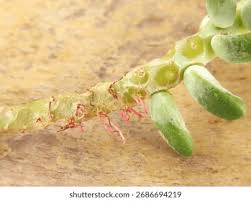 Image result for root-tail