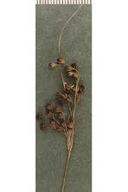 Attēlu rezultāti vaicājumam “Juncus gerardii bud”