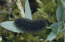 Attēlu rezultāti vaicājumam “Cybosia mesomella”