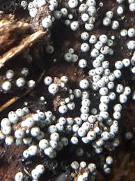 Attēlu rezultāti vaicājumam “Lasiosphaeria ovina”