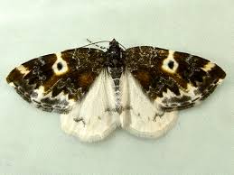 Attēlu rezultāti vaicājumam “Pelurga comitata”