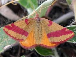 Attēlu rezultāti vaicājumam “Lythria cruentaria”