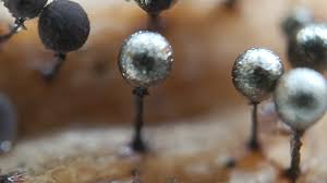 Attēlu rezultāti vaicājumam “Collaria arcyrionema macro”