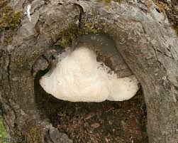 Attēlu rezultāti vaicājumam “Aurantiporus fissilis”