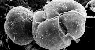 Attēlu rezultāti vaicājumam “Conardia compacta macro”