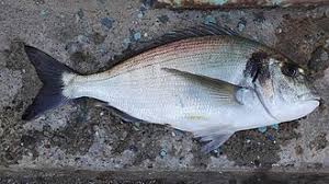 Image result for Sparus aurata