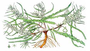 Attēlu rezultāti vaicājumam “Rumex maritimus fruit”