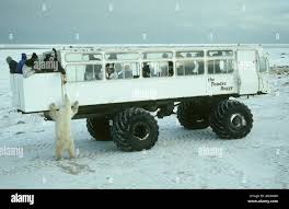 Image result for tundra buggy