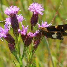 Image result for blazing vantoms