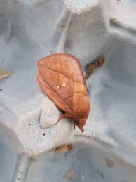 Attēlu rezultāti vaicājumam “Euthrix potatoria imago”