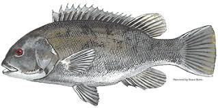 Image result for Tautoga onitis