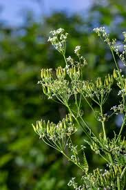 Attēlu rezultāti vaicājumam “Anthriscus sylvestris fruit”