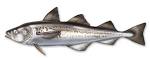 Sustainable Sushi » Blog Archive » Update: Alaska Pollock ...