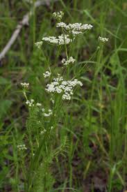 Attēlu rezultāti vaicājumam “Carum carvi”