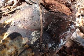 Attēlu rezultāti vaicājumam “Mollisia cinerea”