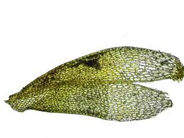 Attēlu rezultāti vaicājumam “Acaulon muticum”