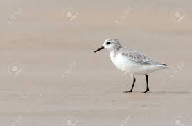 Attēlu rezultāti vaicājumam “Calidris alba”
