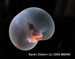 Attēlu rezultāti vaicājumam “Chaetophora pisiformis”