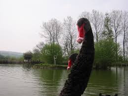 Image result for Sussex Swans