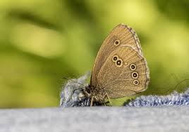 Attēlu rezultāti vaicājumam “Aphantopus hyperantus”