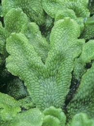 Attēlu rezultāti vaicājumam “Conocephalum conicum”