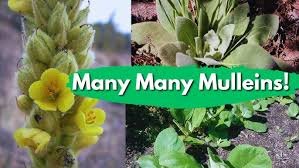 Attēlu rezultāti vaicājumam “Verbascum thapsus fruit”