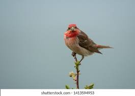 Attēlu rezultāti vaicājumam “Carpodacus erythrinus adult”