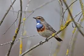 Attēlu rezultāti vaicājumam “Luscinia svecica”