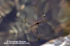 Attēlu rezultāti vaicājumam “Aquarius najas”