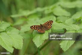 Attēlu rezultāti vaicājumam “Pararge aegeria”