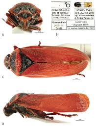 Attēlu rezultāti vaicājumam “Lycogala asperum sessile”