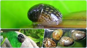 Attēlu rezultāti vaicājumam “Ancylus fluviatilis”