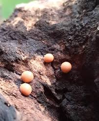 Attēlu rezultāti vaicājumam “Lycogala exiguum aggr. macro”