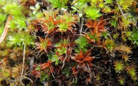 Attēlu rezultāti vaicājumam “Syntrichia virescens”