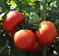 Attēlu rezultāti vaicājumam “Lycopersicon esculentum”