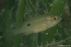 Image result for Lutjanus synagris