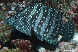 Image result for Dermatolepis inermis