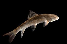 Image result for Moxostoma erythrurum