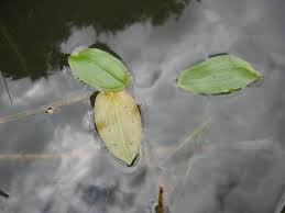 Attēlu rezultāti vaicājumam “Potamogeton natans leaf”