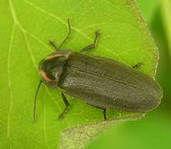 Attēlu rezultāti vaicājumam “Lampyridae”