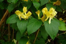 Attēlu rezultāti vaicājumam “Lonicera ferdinandii fruit”