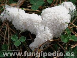 Attēlu rezultāti vaicājumam “Fuligo cinerea”