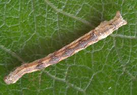 Attēlu rezultāti vaicājumam “Odontopera bidentata”