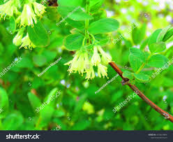 Attēlu rezultāti vaicājumam “Lonicera caerulea var. pallasii flower”